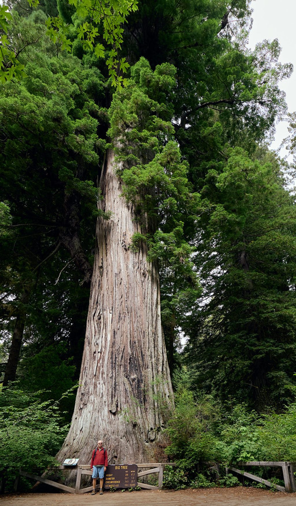 Big Tree, Redwood National Park