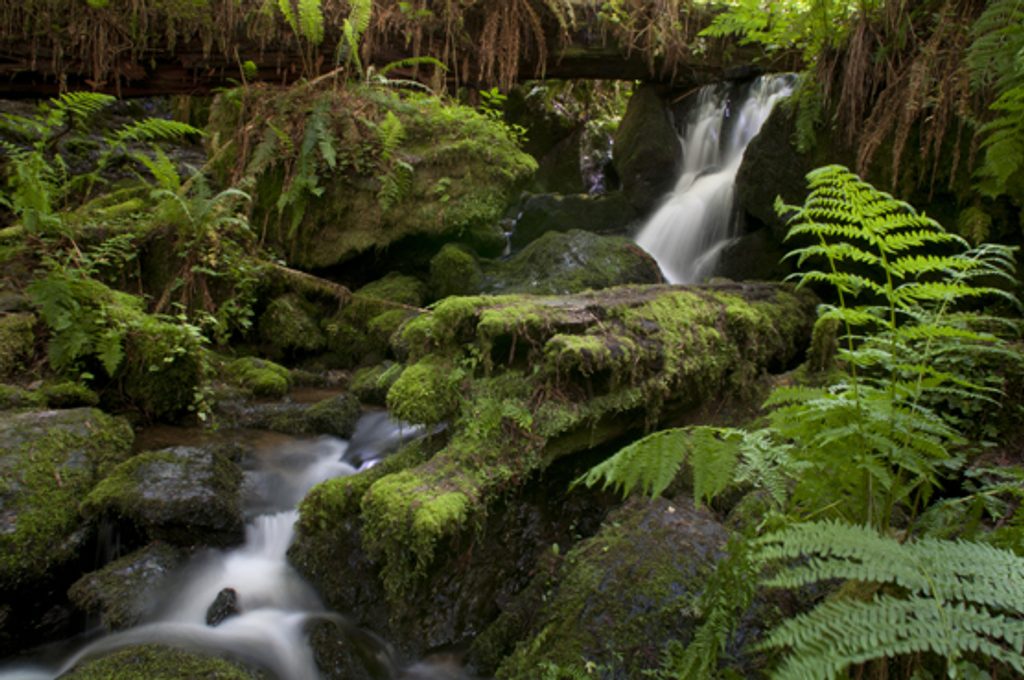 Trillium Falls, Redwood National Park