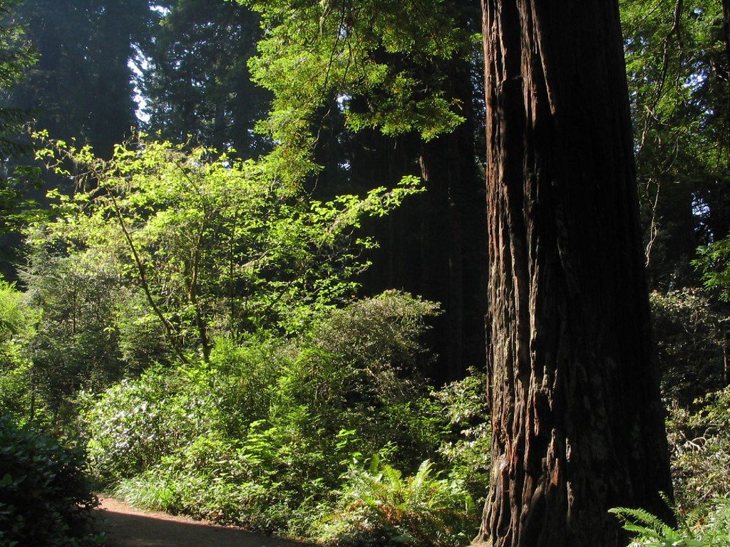 Lady Bird Johnson Grove, Redwood National Park