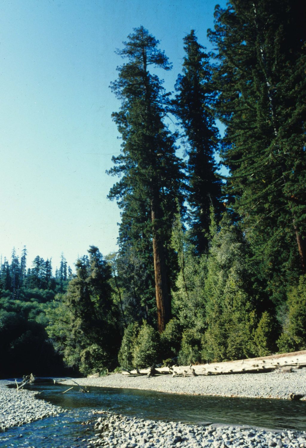 Tall Trees Grove, Redwood National Park