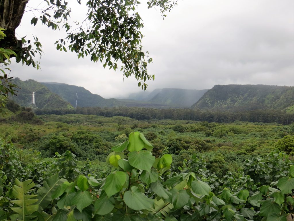 Wailua Valley State Wayside, Road to Hana