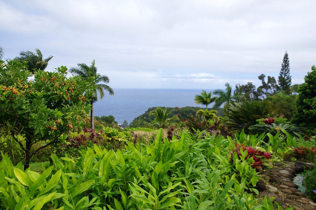 Garden of Eden Arboretum, Road to Hana
