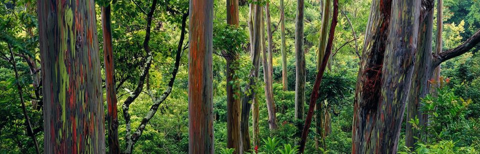 Painted Forest, Road to Hana