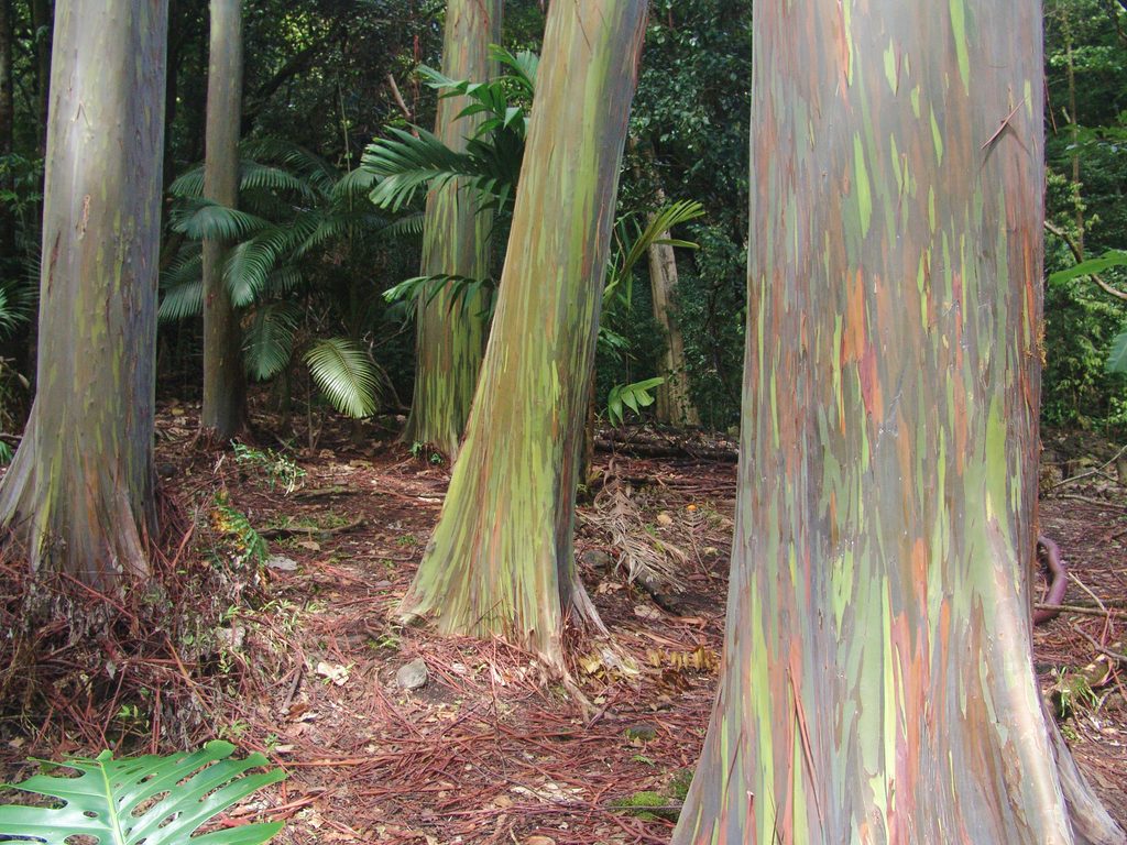 Ke'anae Arboretum, Road to Hana
