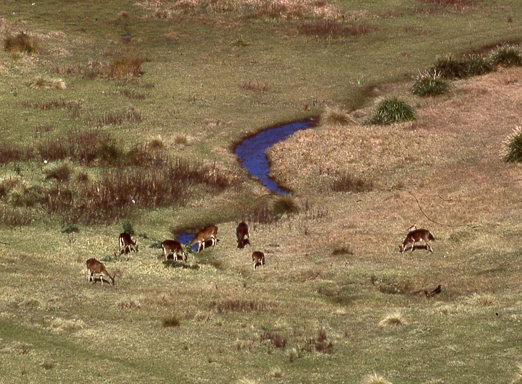 North Era, Royal National Park
