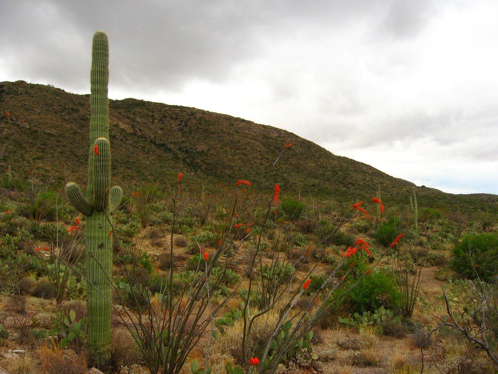 Cactus Forest Drive, Saguaro National Park