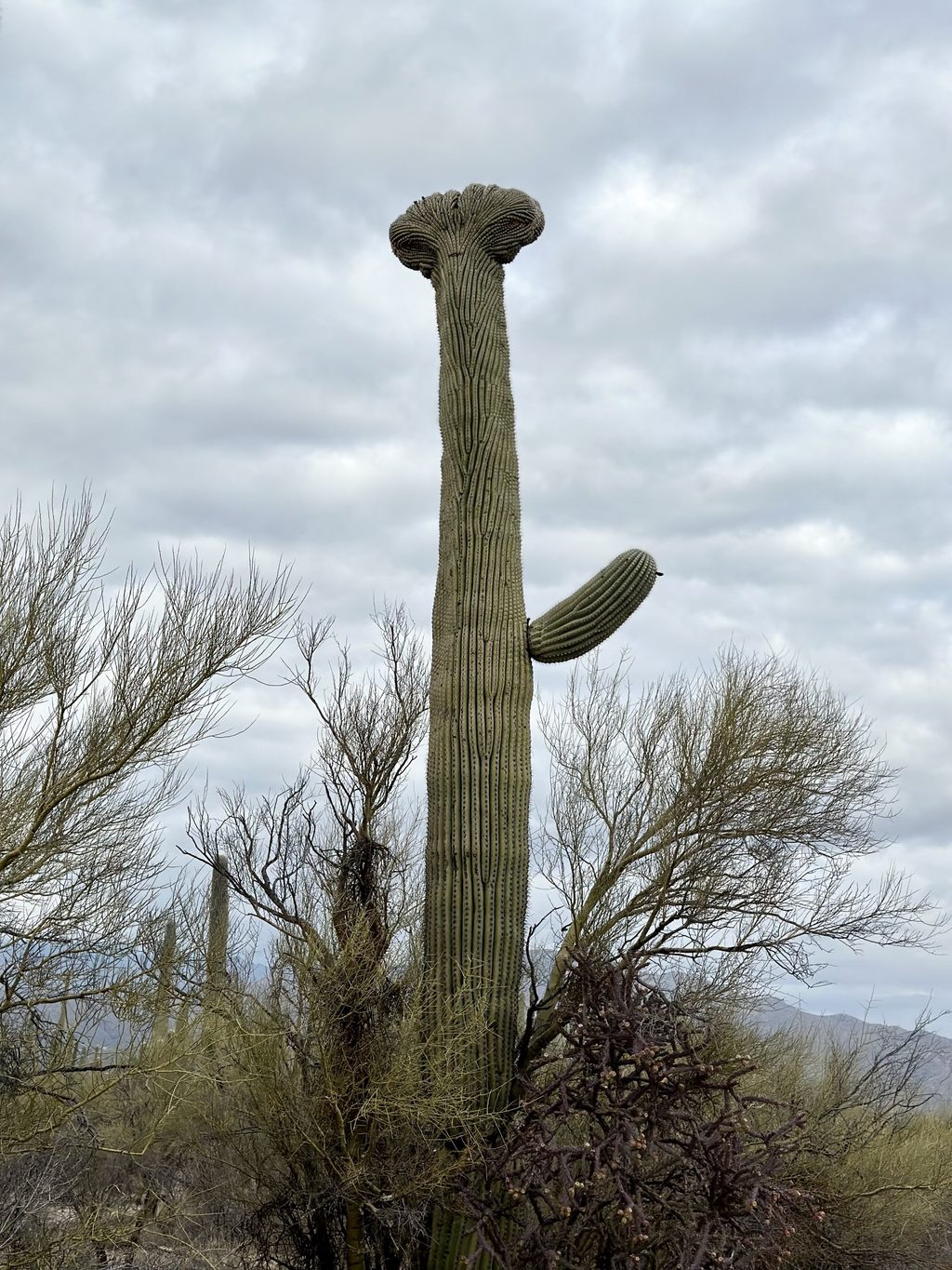 Mica View Picnic Area, Saguaro National Park