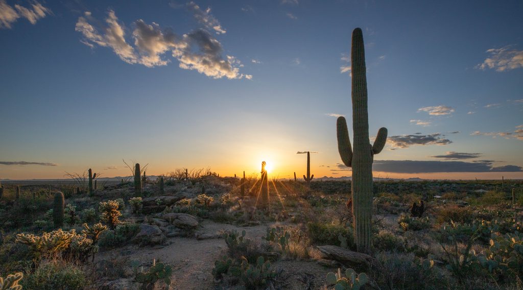 Javelina Picnic Area, Saguaro National Park