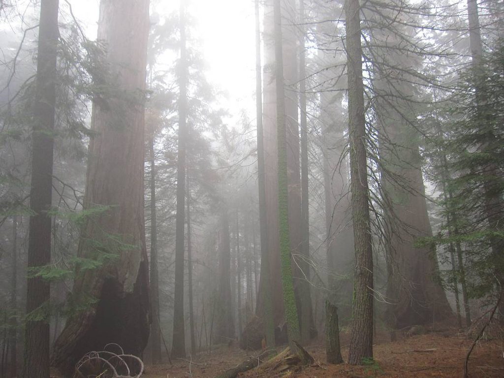 Garfield Grove, Sequoia National Park