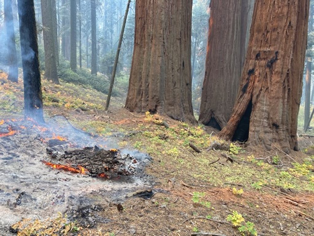 Muir Grove, Sequoia National Park