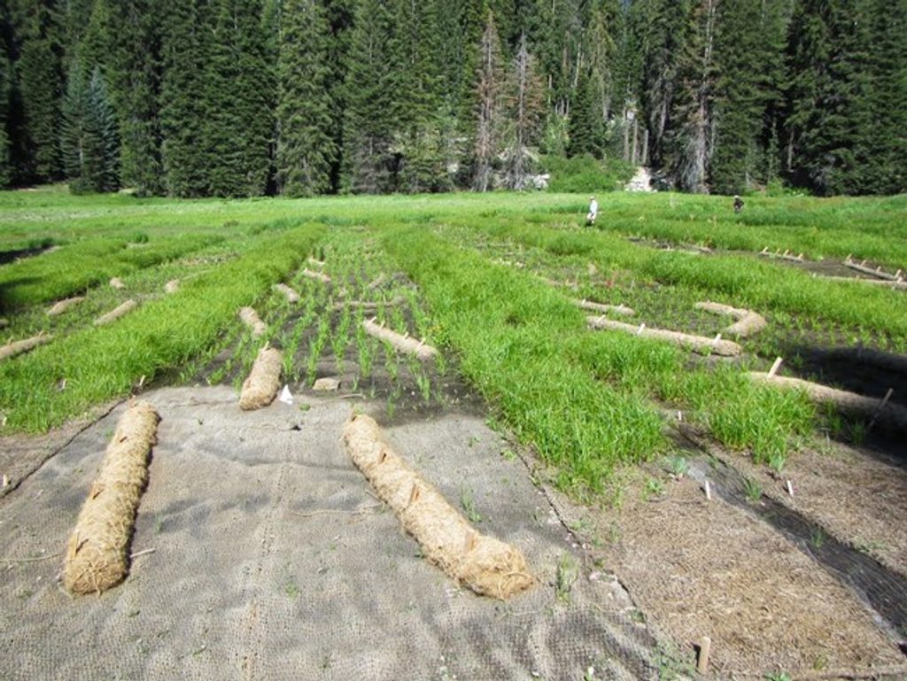 Halstead Meadow, Sequoia National Park