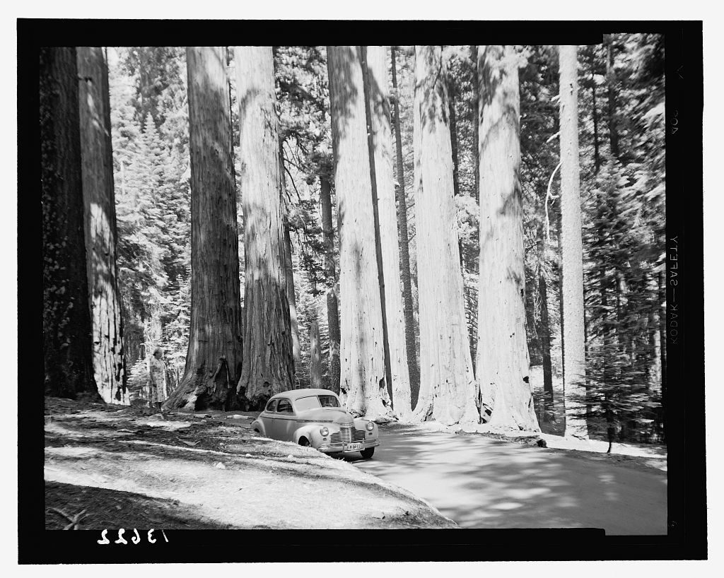 Congress Group, Sequoia National Park