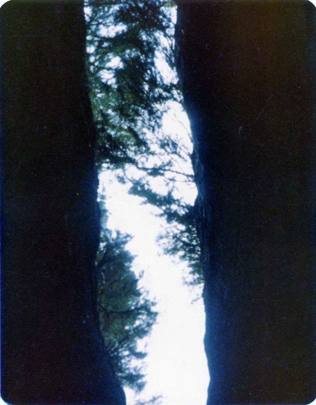 Chimney Tree, Sequoia National Park