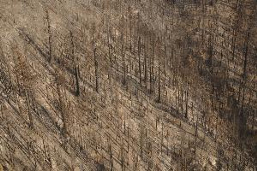 Suwanee Grove, Sequoia National Park