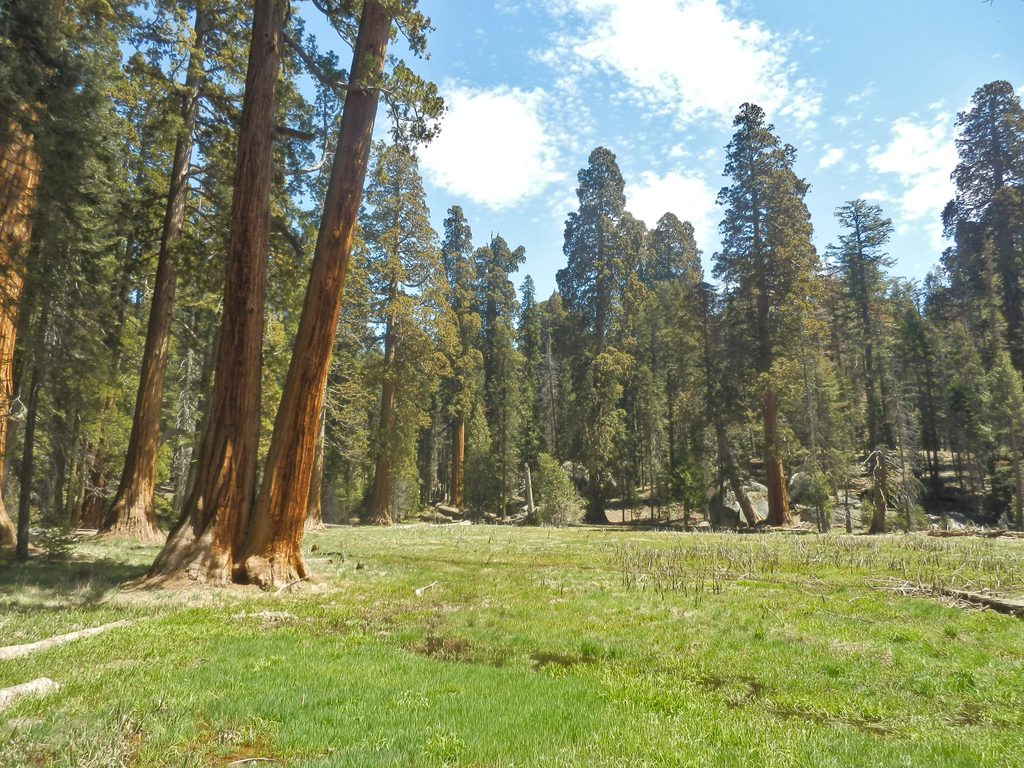 Round Meadow, Sequoia National Park