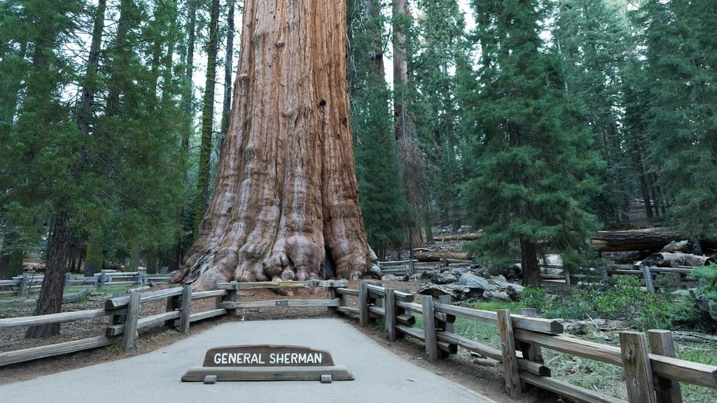 General Sherman Tree, Sequoia National Park