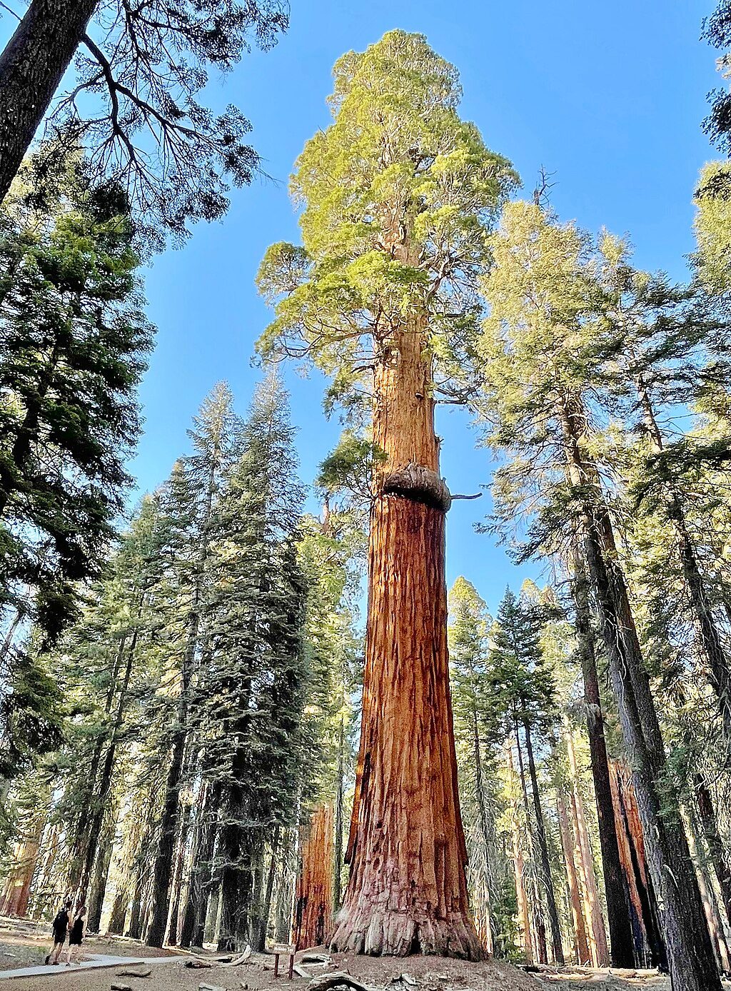 The President Tree, Sequoia National Park