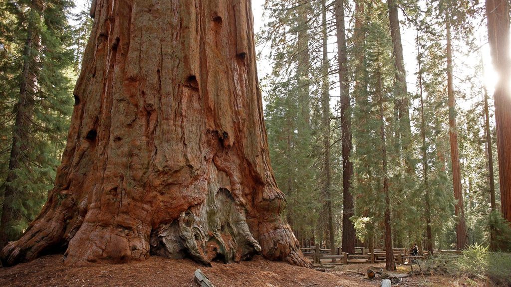 Lost Grove, Sequoia National Park