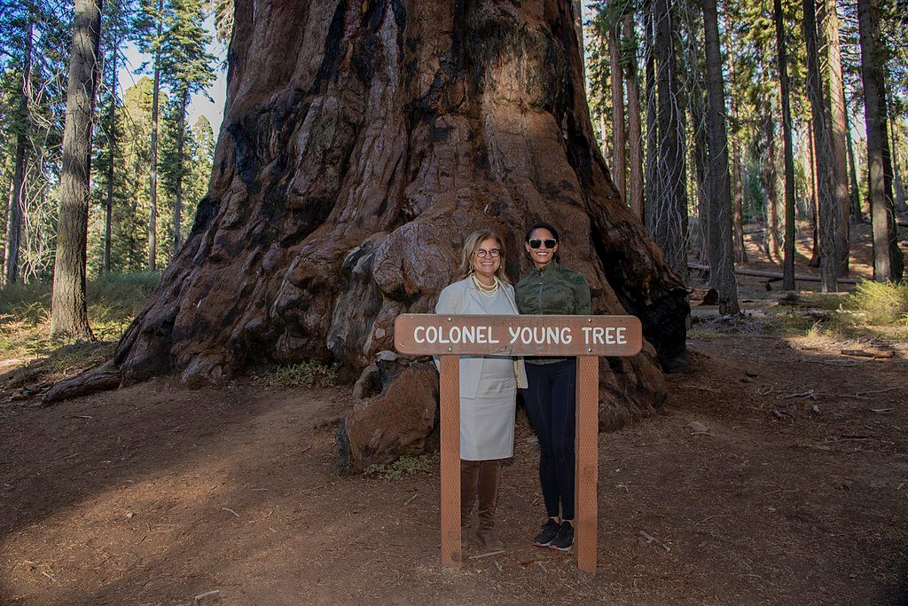 Colonel Young Tree, Sequoia National Park