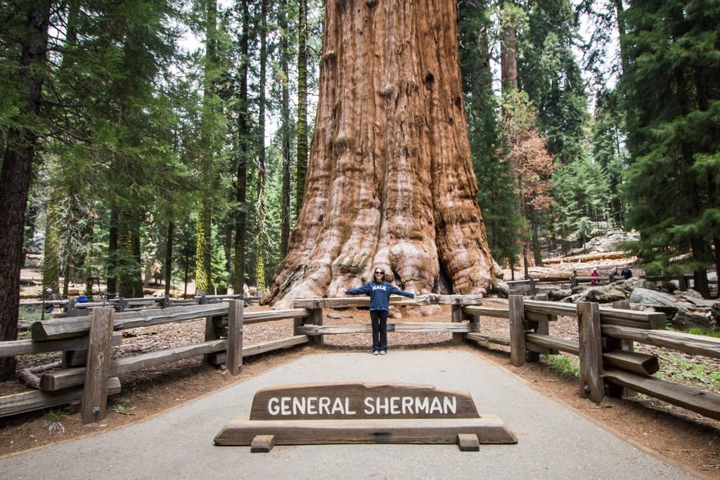 Sherman Tree View, Sequoia National Park