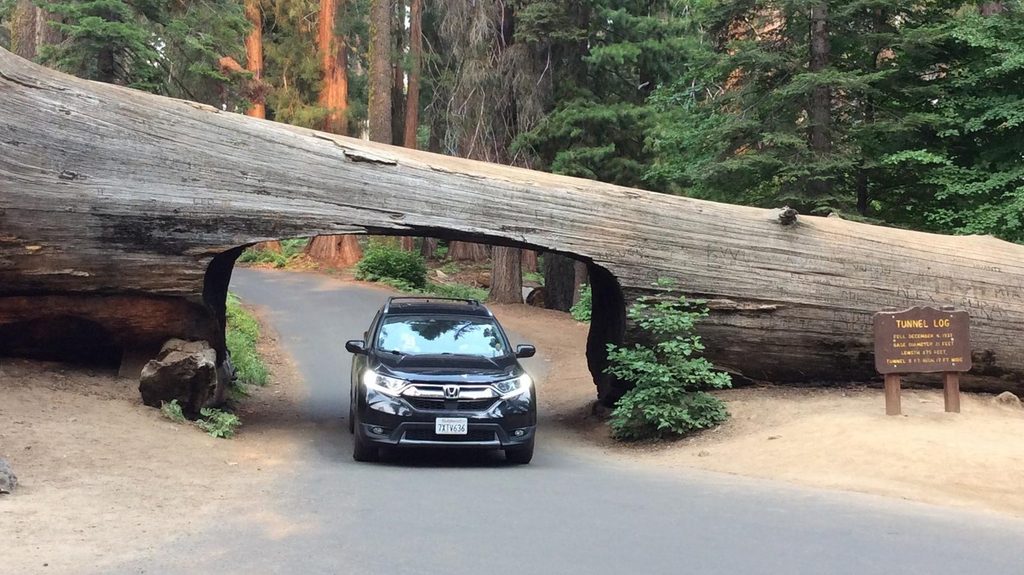 Tunnel Log, Sequoia National Park