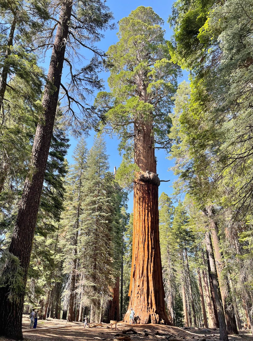 McKinley Tree, Sequoia National Park