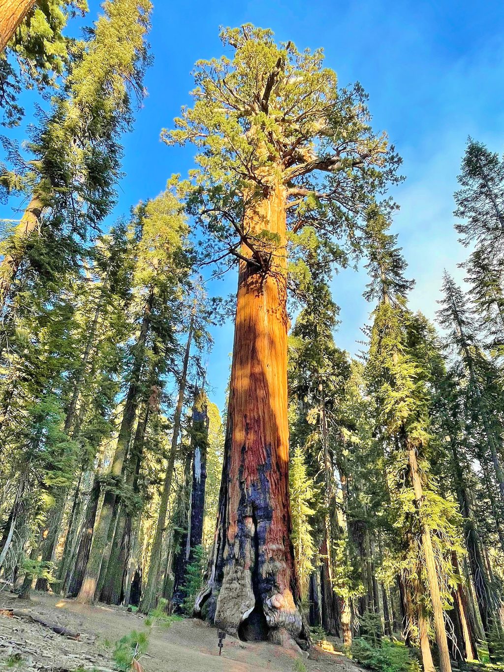 Lincoln Tree, Sequoia National Park