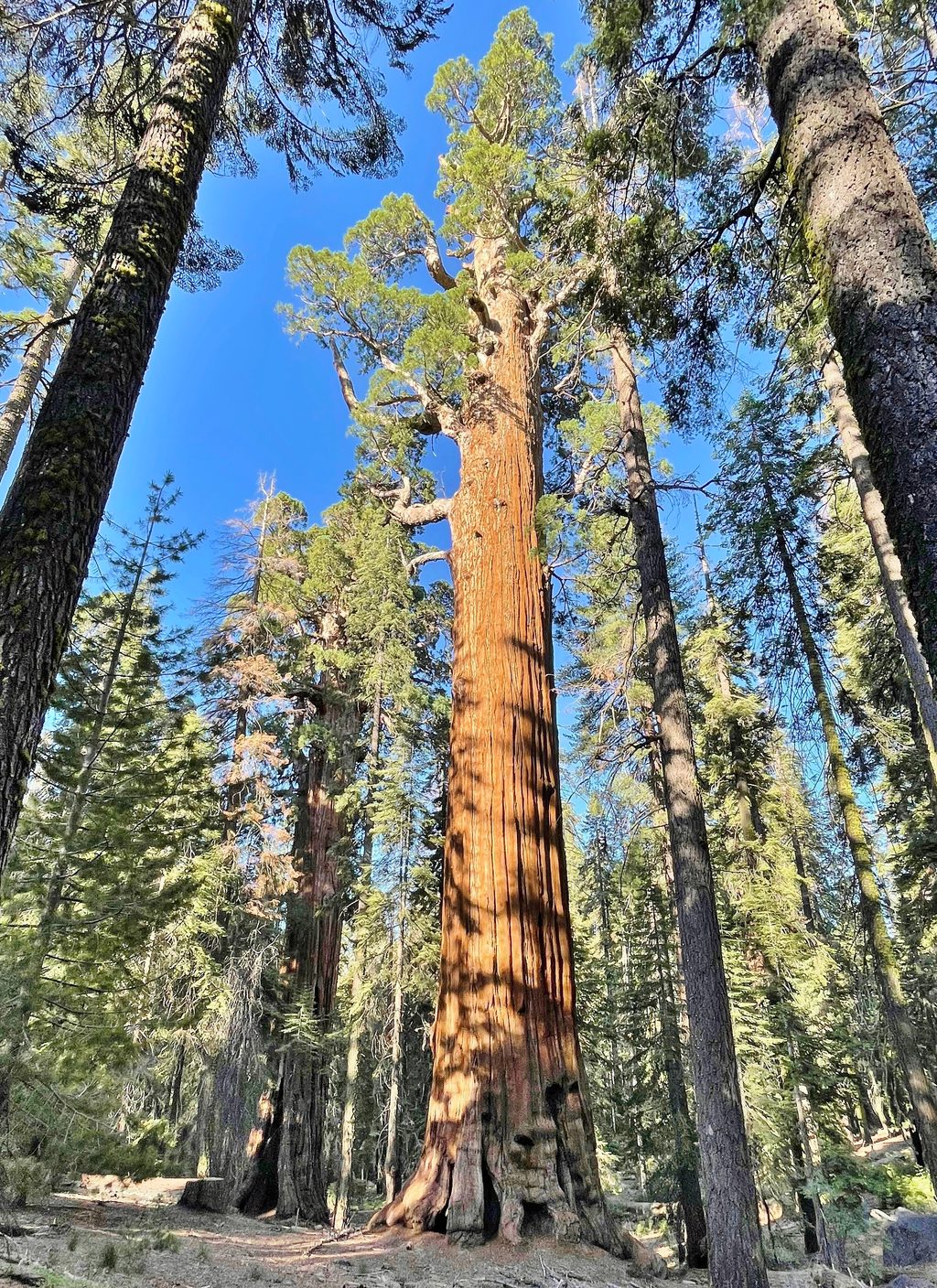 Chief Sequoyah Tree, Sequoia National Park