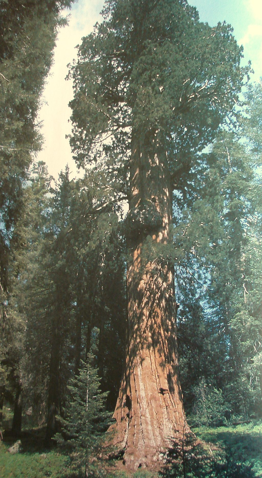 Atwell Grove, Sequoia National Park