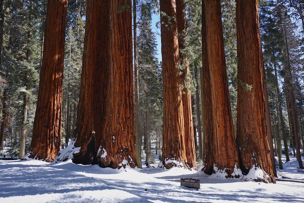 Parker Group, Sequoia National Park