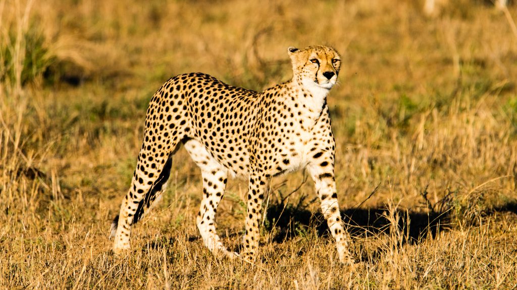 Seronera, Serengeti National Park