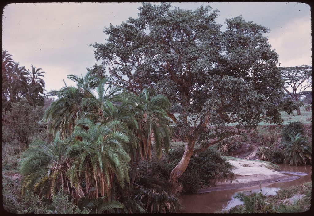 Seronera River, Serengeti National Park