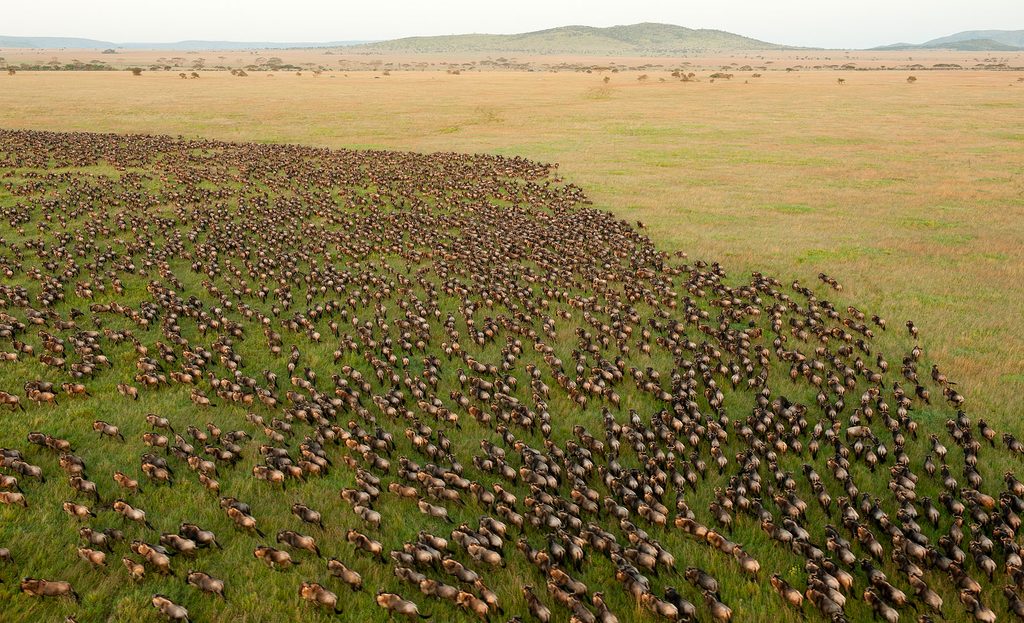Serengeti National Park, Serengeti National Park