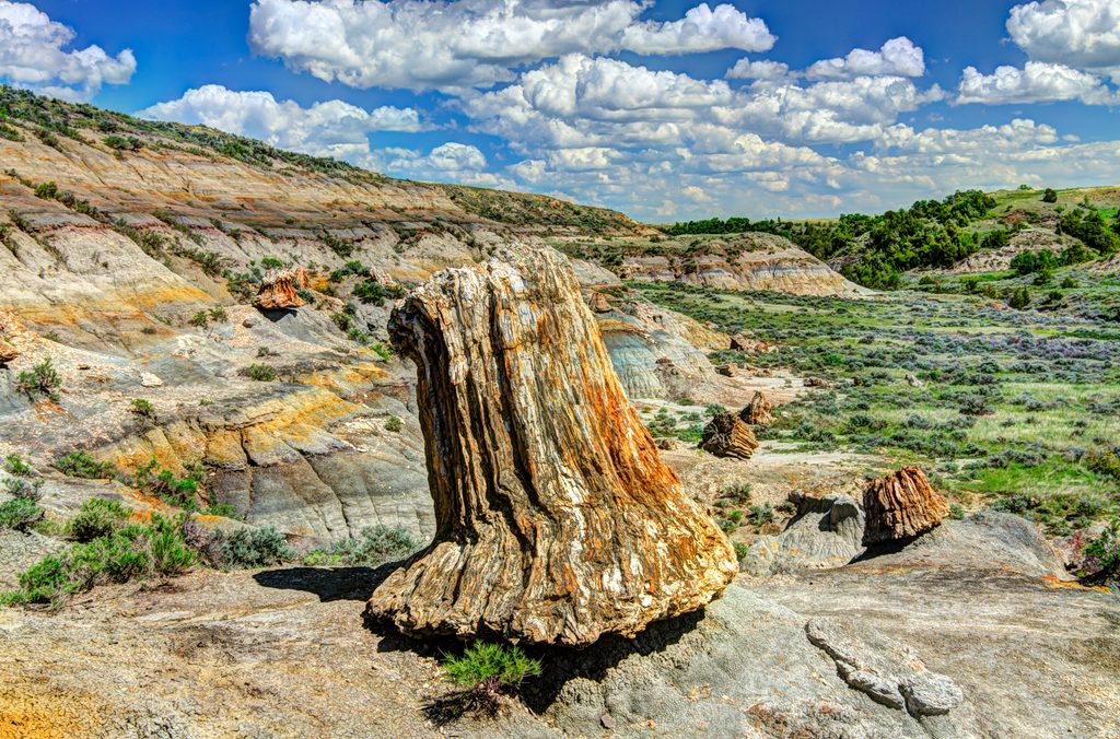 South Petrified Forest Area, Theodore Roosevelt National Park
