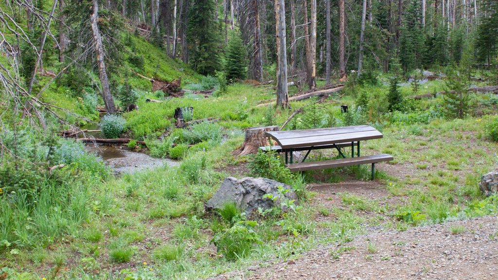 Eleanor Lake Picnic Area, Yellowstone National Park