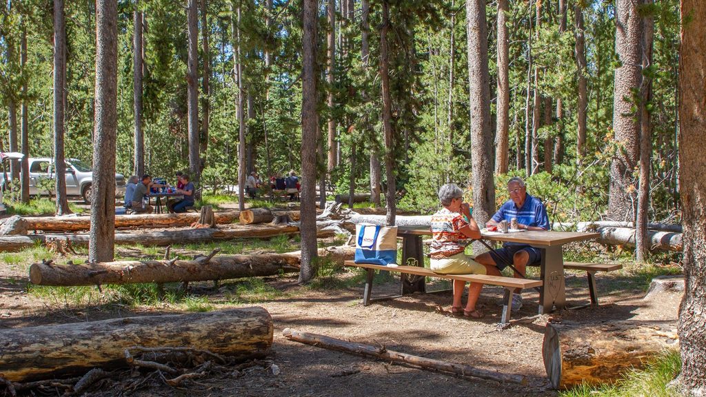 DeLacy Creek Picnic Area, Yellowstone National Park
