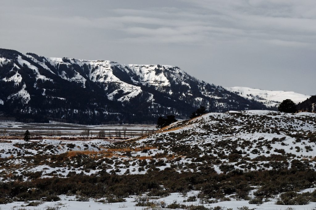 Specimen Ridge, Yellowstone National Park