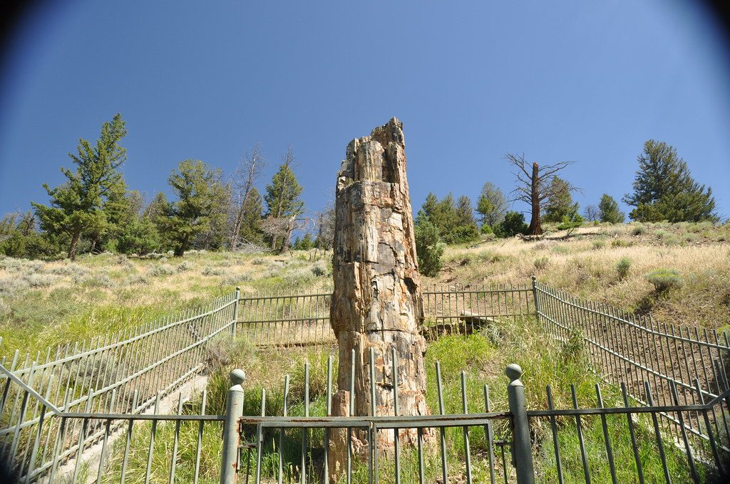 Petrified Tree, Yellowstone National Park