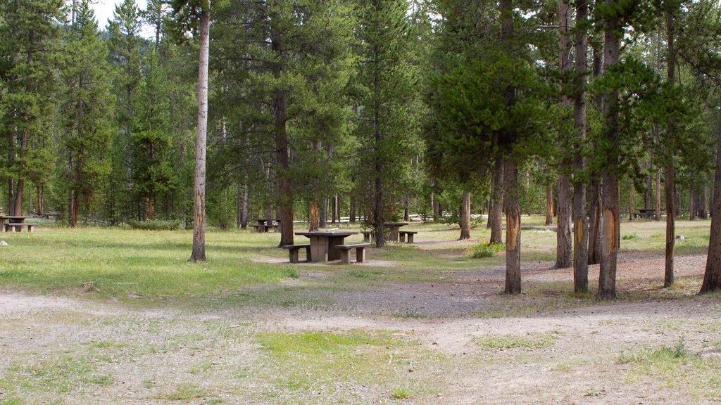 Madison Junction Picnic Area, Yellowstone National Park