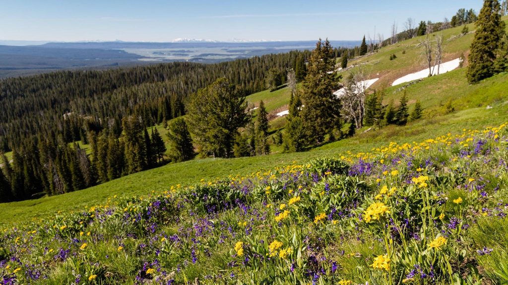 Dunraven Pass, Yellowstone National Park