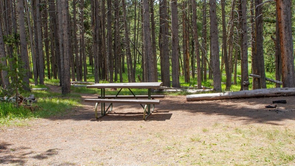 Norris Meadows, Yellowstone National Park