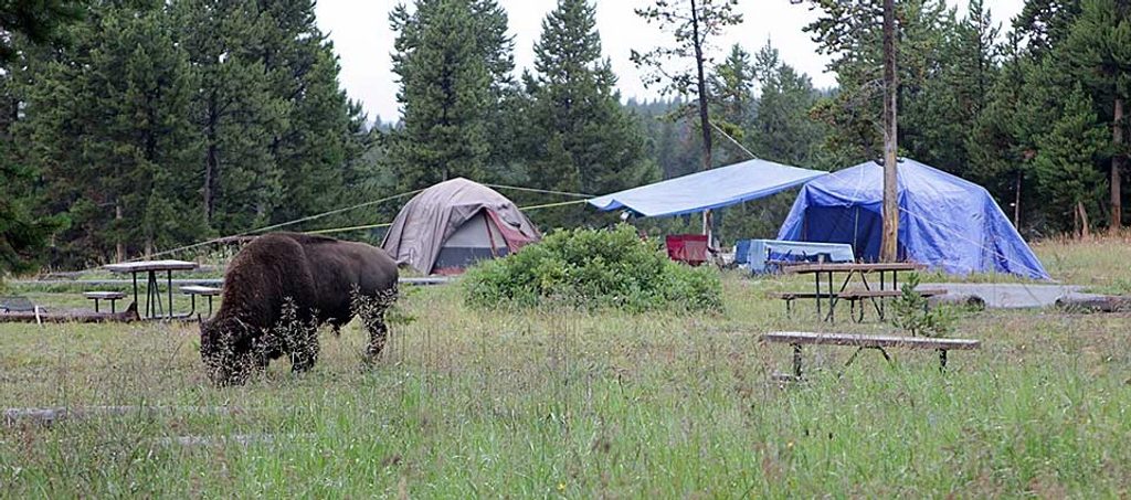 Bridge Bay Campground, Yellowstone National Park
