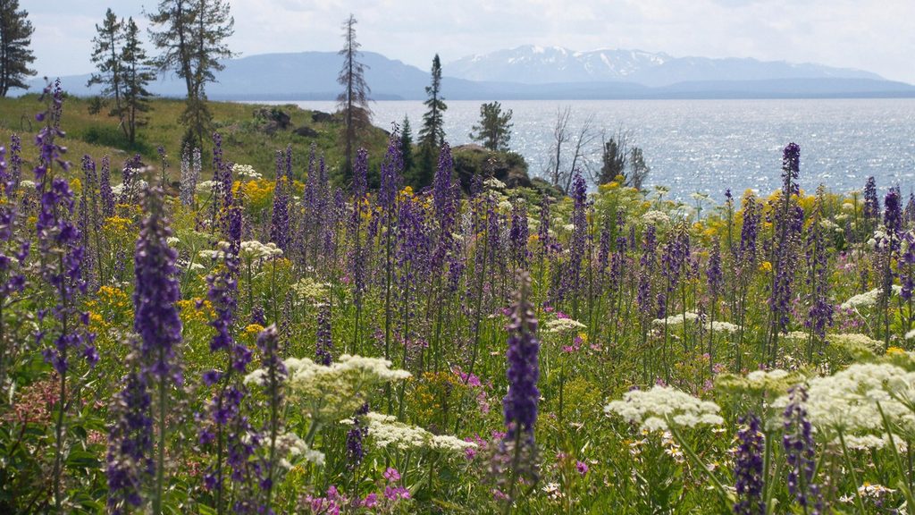 Steamboat Point Picnic Area, Yellowstone National Park