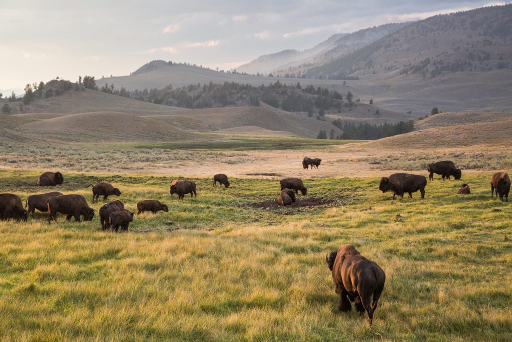 Lamar Valley, Yellowstone National Park