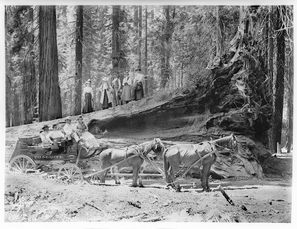 Fallen Monarch, Yosemite National Park