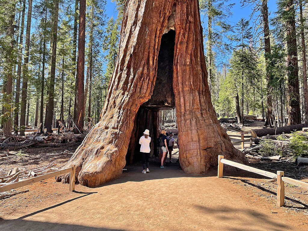 California Tunnel Tree, Yosemite National Park