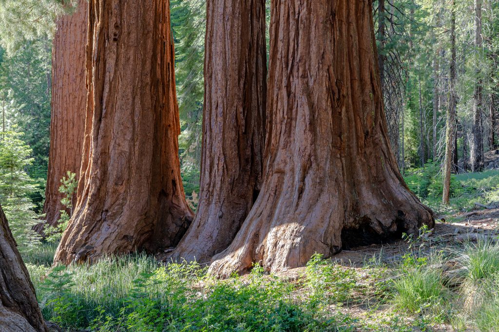 Mariposa Grove of Giant Sequoias, Yosemite National Park
