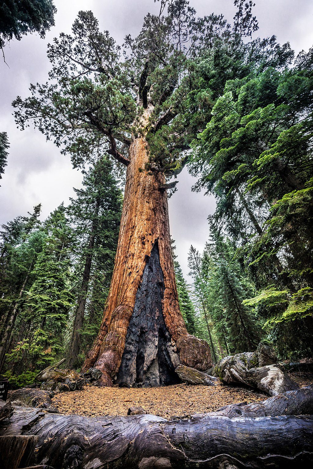 Grizzly Giant, Yosemite National Park