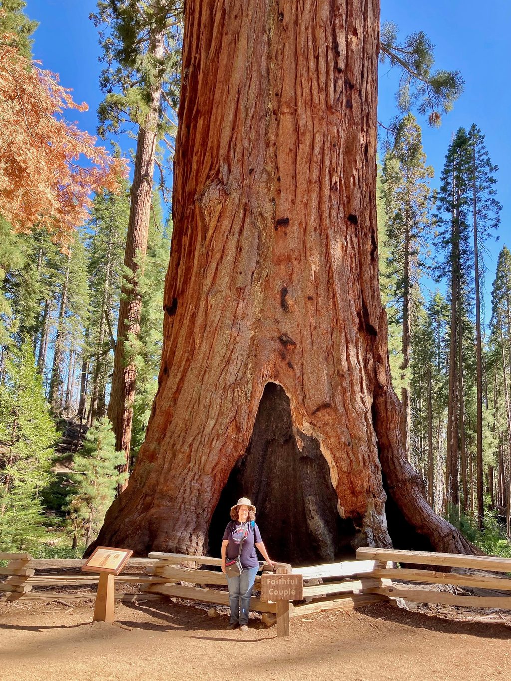 Faithful Couple Tree, Yosemite National Park