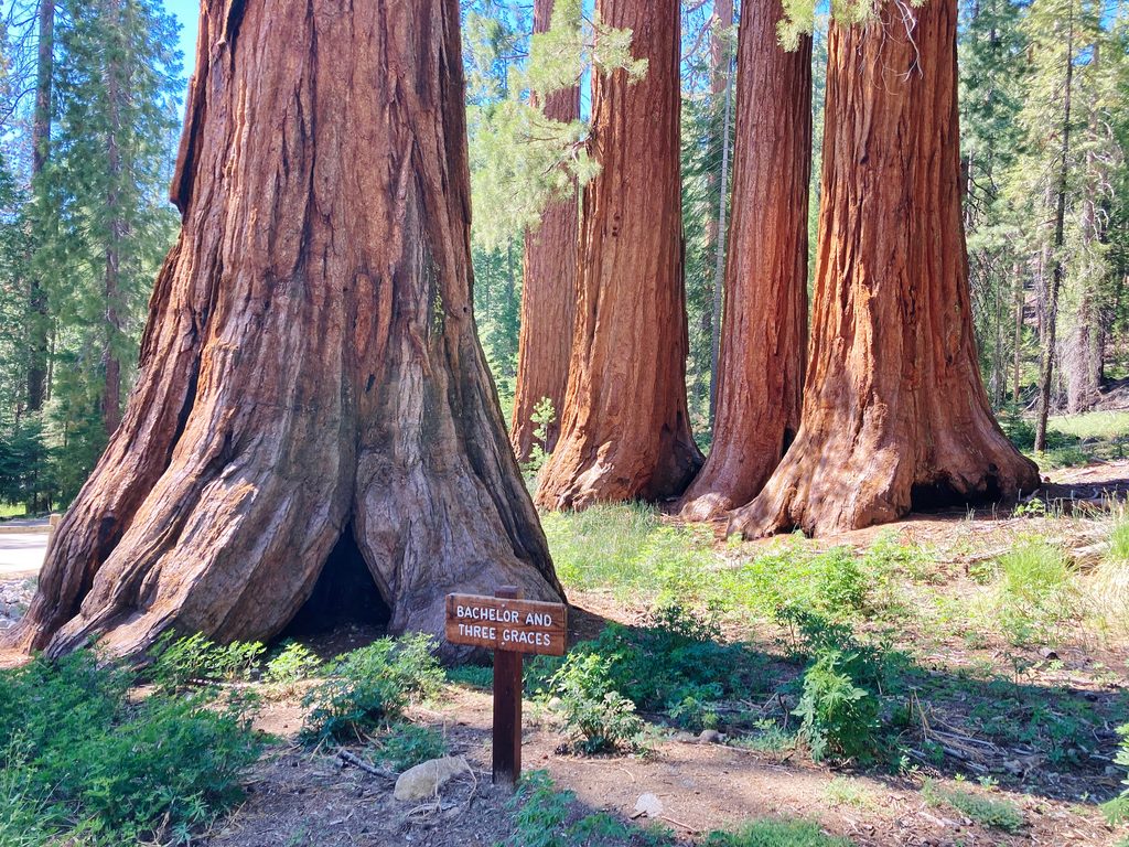Bachelor and Three Graces, Yosemite National Park